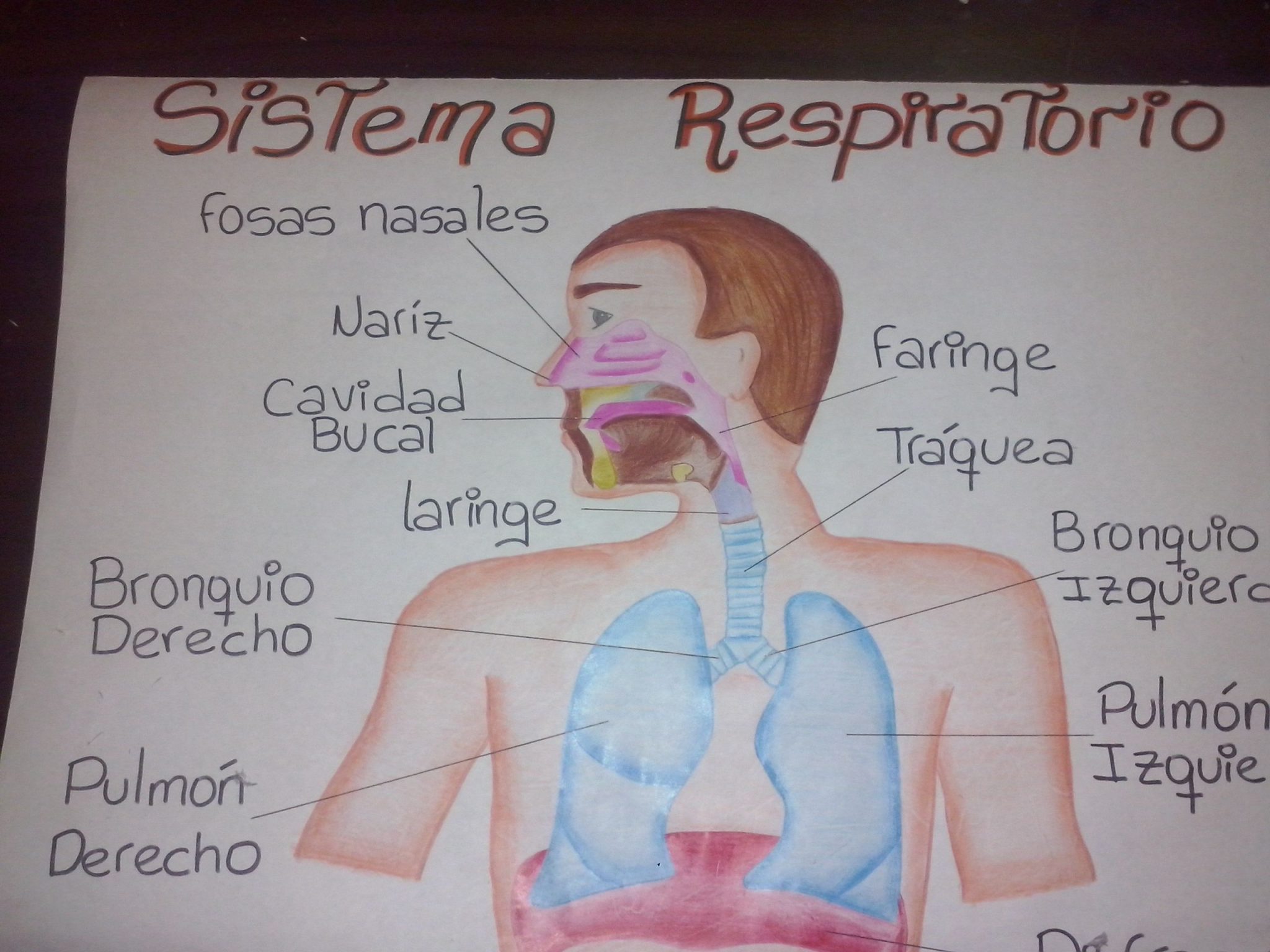 Mapa Conceitual Sistema Respiratorio EDUBRAINAZ