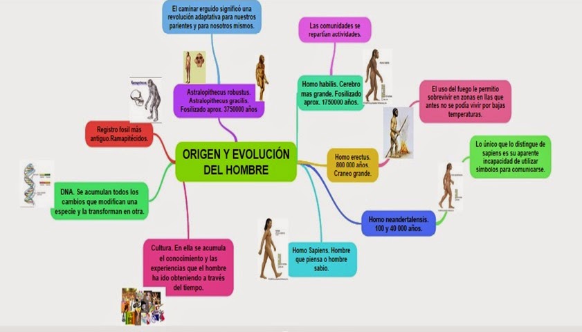 mapa conceptual de la evolucion del hombre primitivo