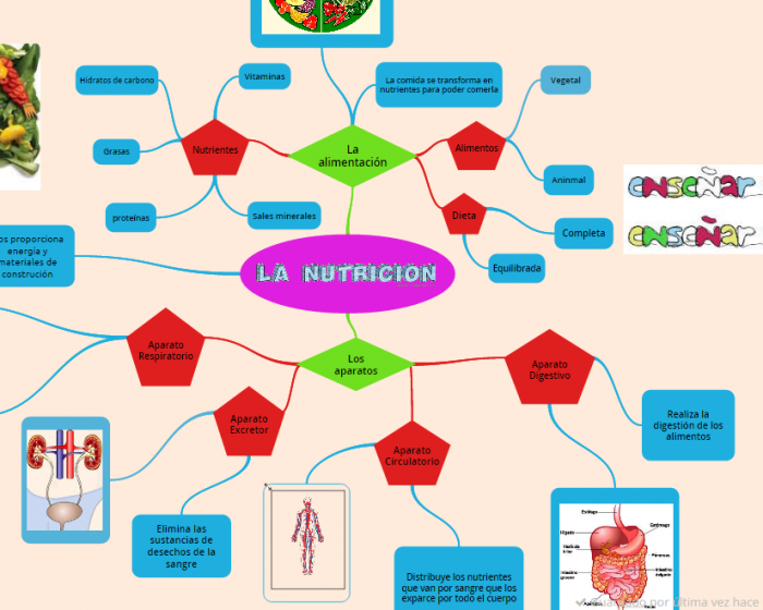 mapa mental de nutrición autótrofa y heterótrofa