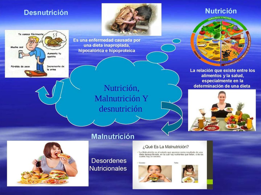mapa mental de nutricion autotrofa y heterotrofa