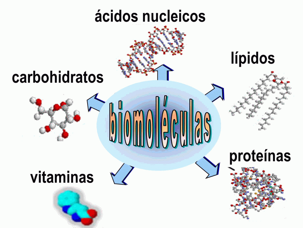 mapa mental de biomoleculas y vitaminas