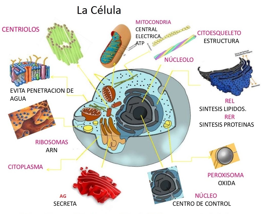 mapa mental de la célula eucariota y procariota	