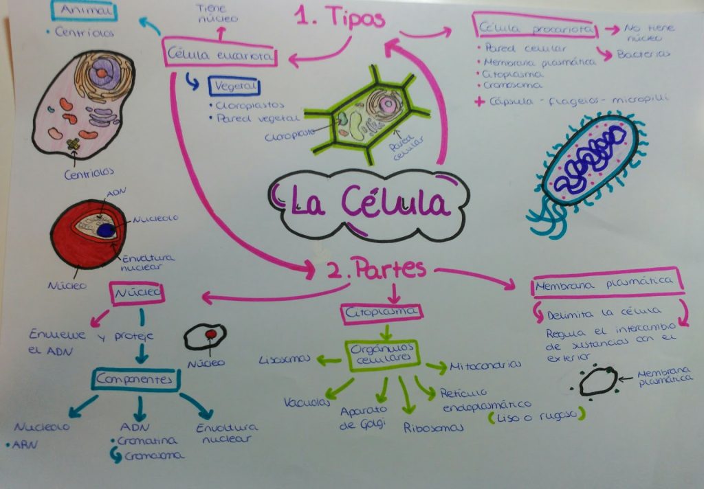 mapa mental de la célula eucariota