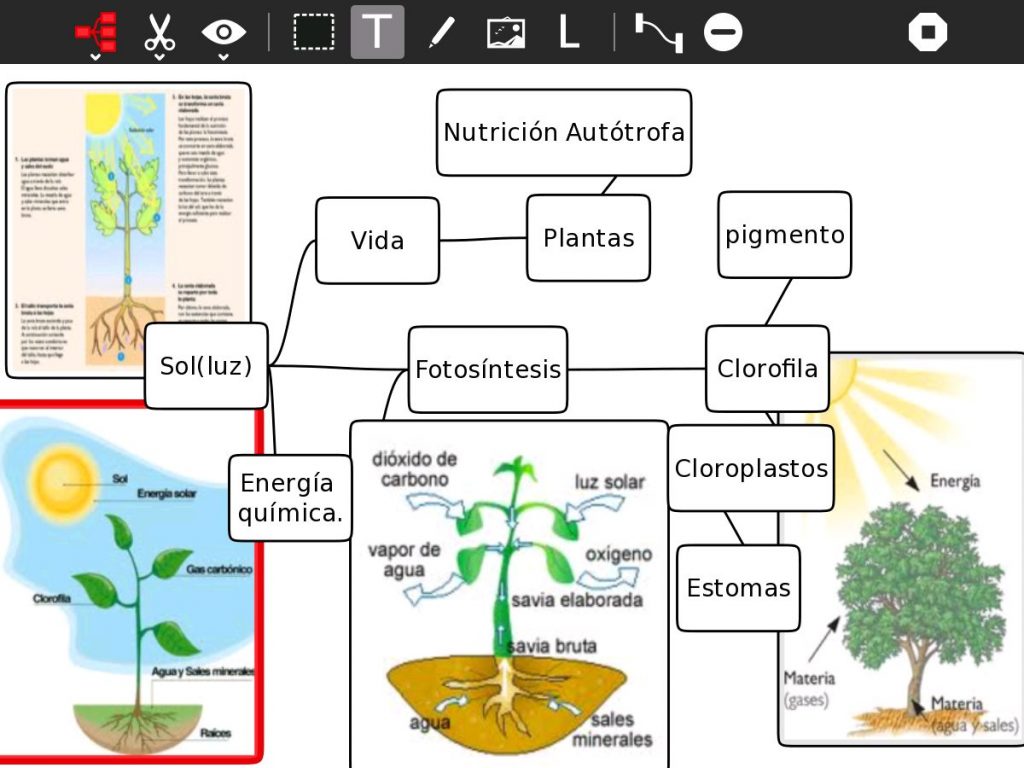 mapa mental de la fotosíntesis y respiración celular