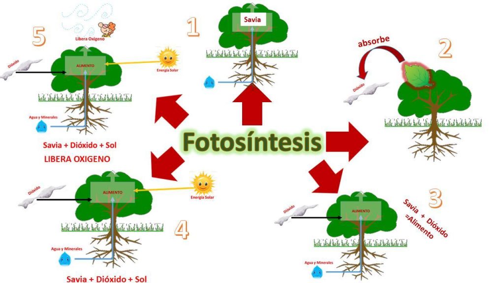 mapa mental de la fotosintesis y sus fases