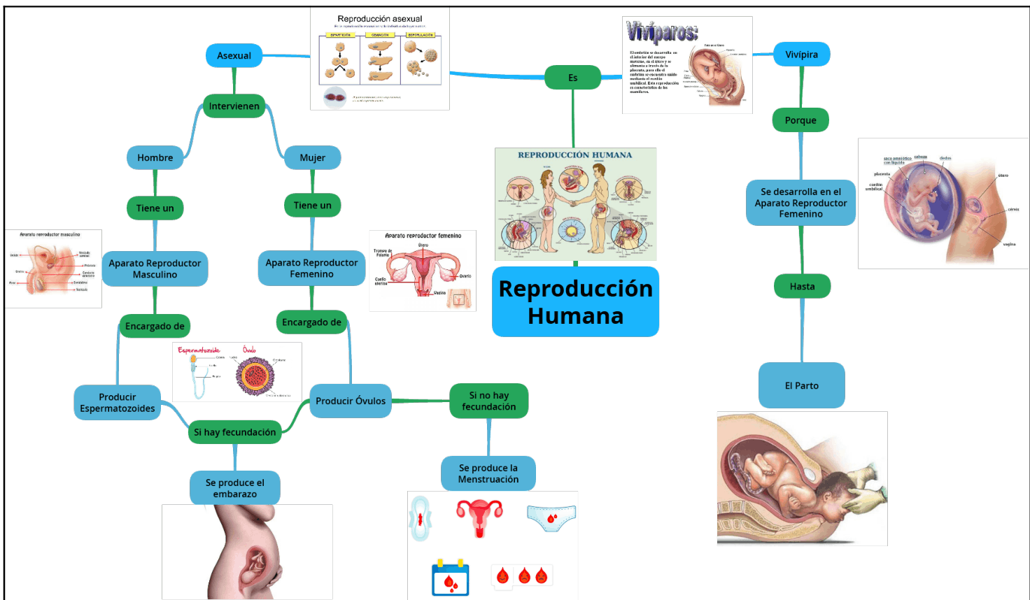 Mapa Mental De La Reproduccion En Los Seres Vivos Kulturaupice Images And Photos Finder 2976