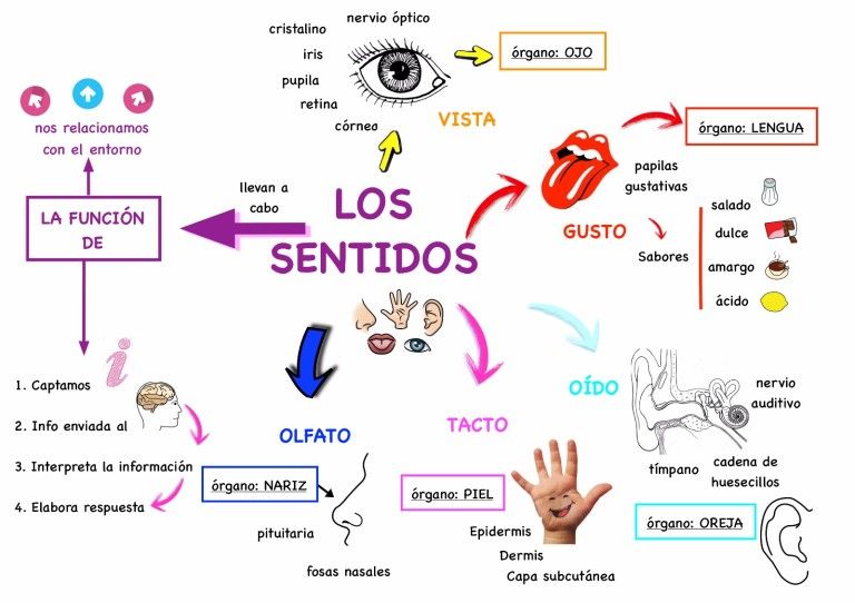 mapa conceptual de los 5 sentidos