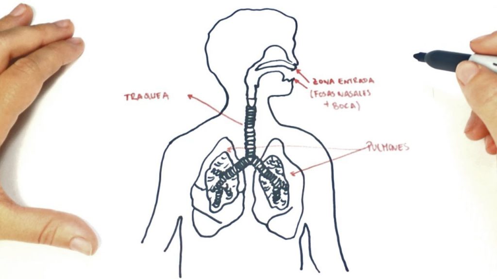 mapa conceptual sistema respiratorio para niños	