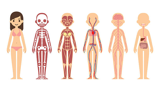 mapa conceptual del sistema óseo en los seres humanos	
