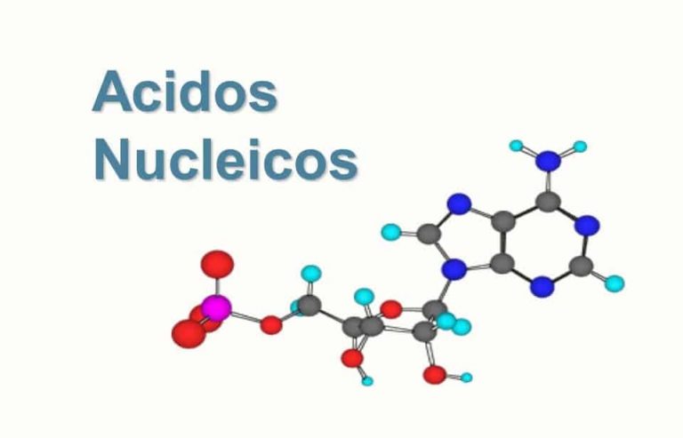 Mapa Mental De ácidos Nucleicos ¡Tienes Que Saber ESTO!