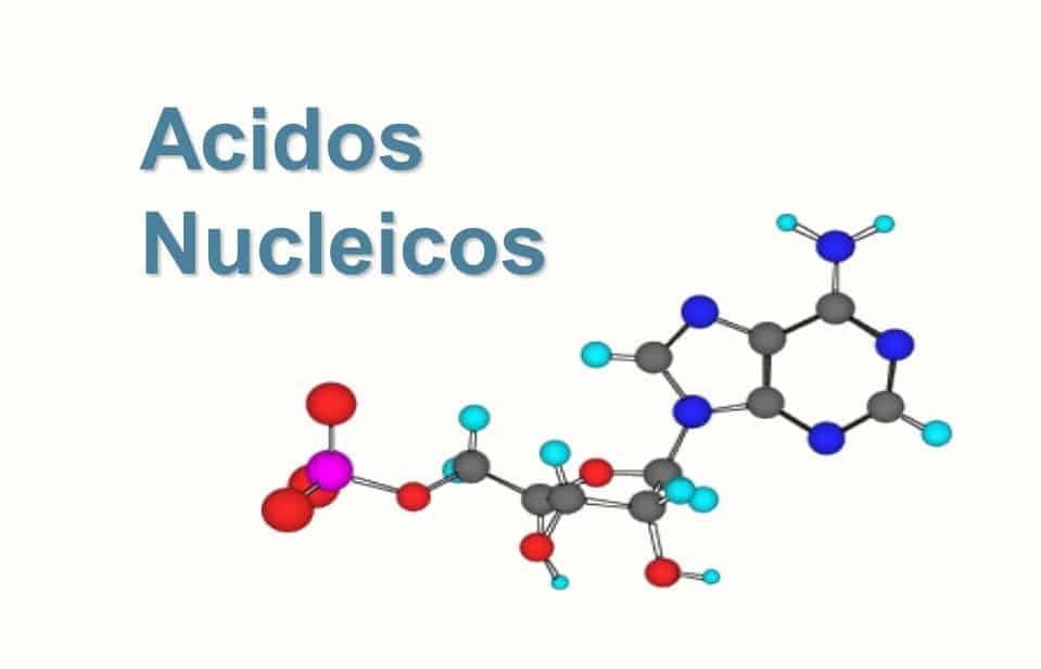 mapa conceptual de acidos nucleicos