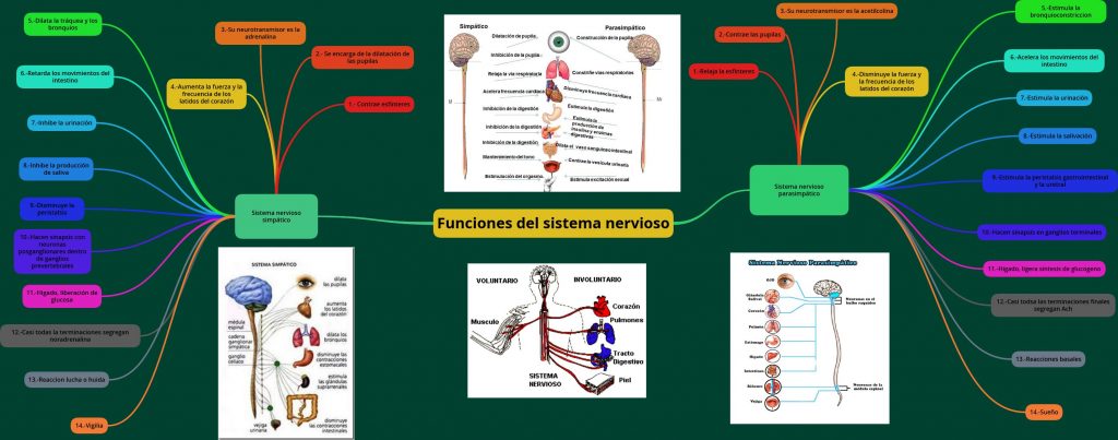 mapa mental sistema nervioso y reproductivo	